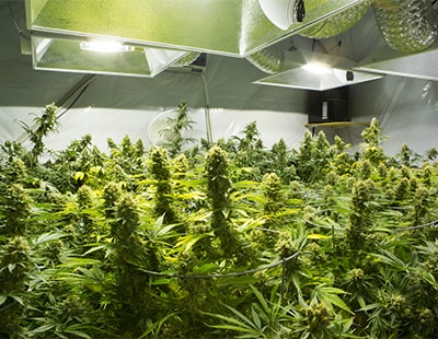 Agents Beware - what to do if you suspect a cannabis farm