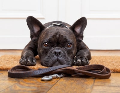 Pet-friendly tenancies could make landlords go walkies -  claim