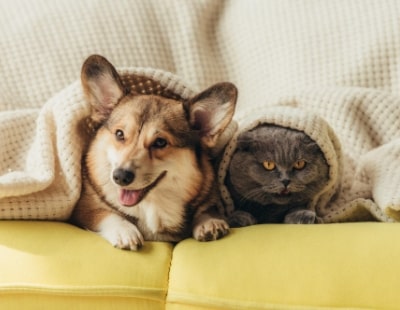Pets In Lets: Airbnb’s latest move to lure more long-term renters