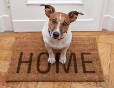 Barking mad? BTR developers are luring private tenants with pet friendly homes 