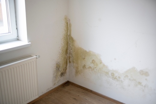 Britain in grip of mould crisis, property industry body claims