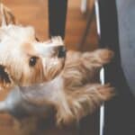 Pets cause more expensive property damage than children - claim