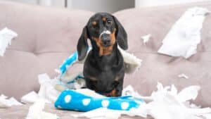 Adorable black and tan dog sitting on torn paper and a blue blanket on a sofa.
