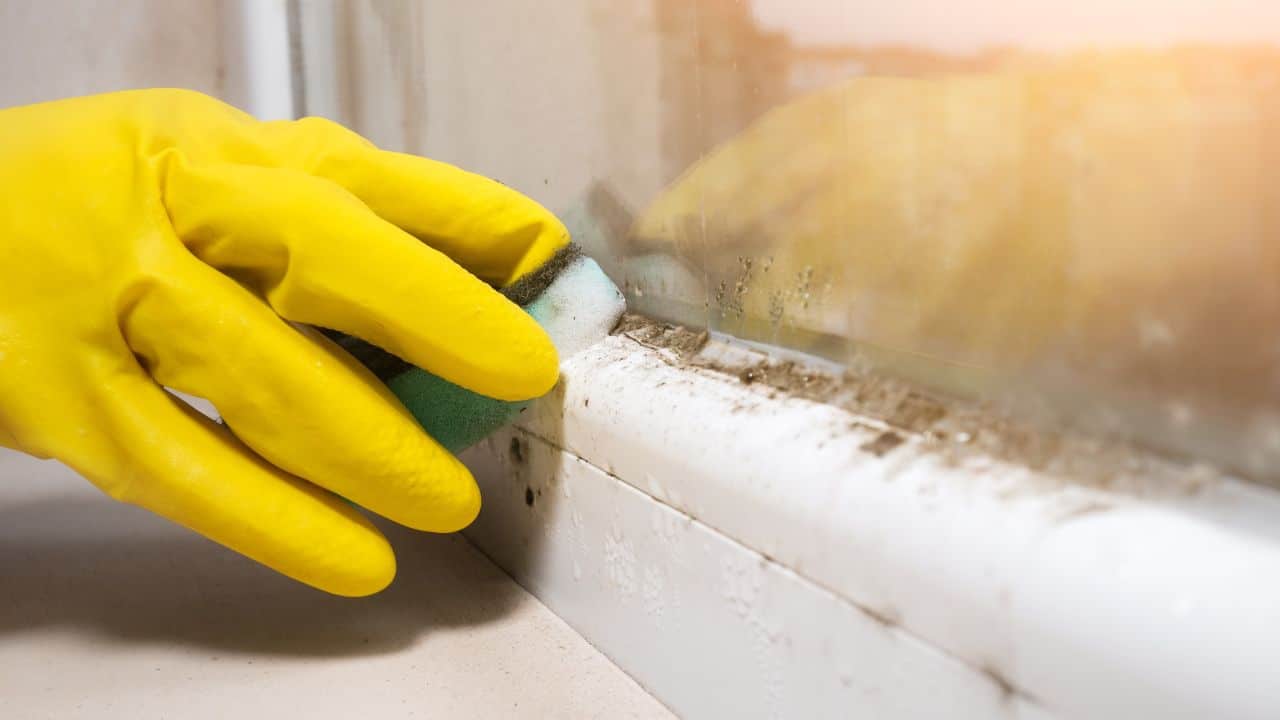 Damp and Mould - new guidance from Propertymark