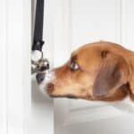 Agency flags growing worries over pets in lets
